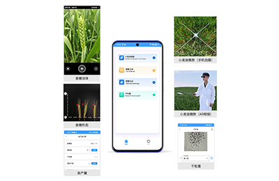 九龙城区小麦亩穗数分析仪IN-XM02